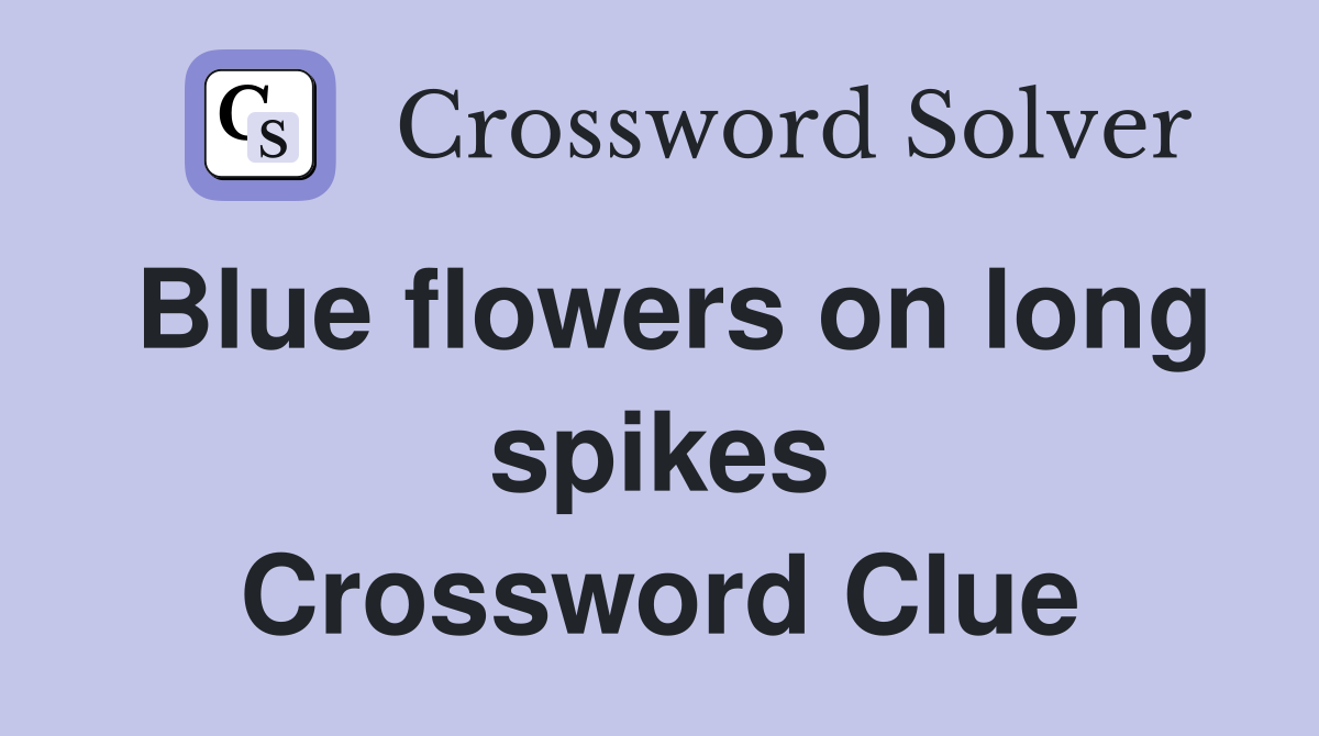 Blue flowers on long spikes Crossword Clue