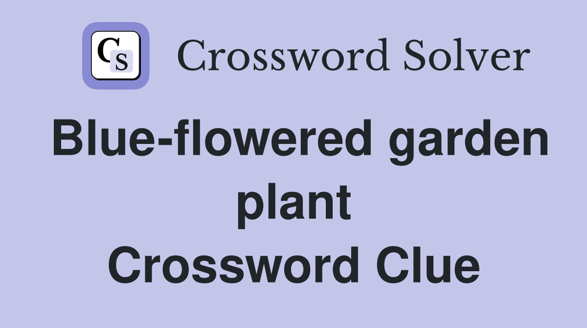 Blue-flowered garden plant Crossword Clue