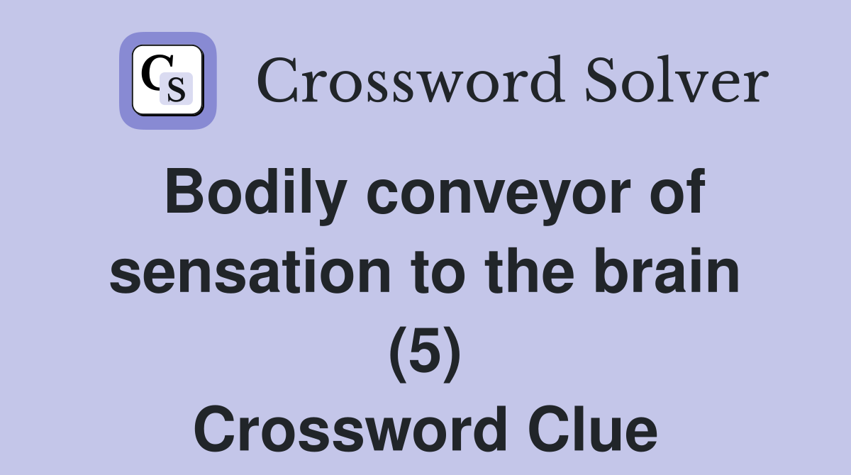 Bodily conveyor of sensation to the brain (5) Crossword Clue