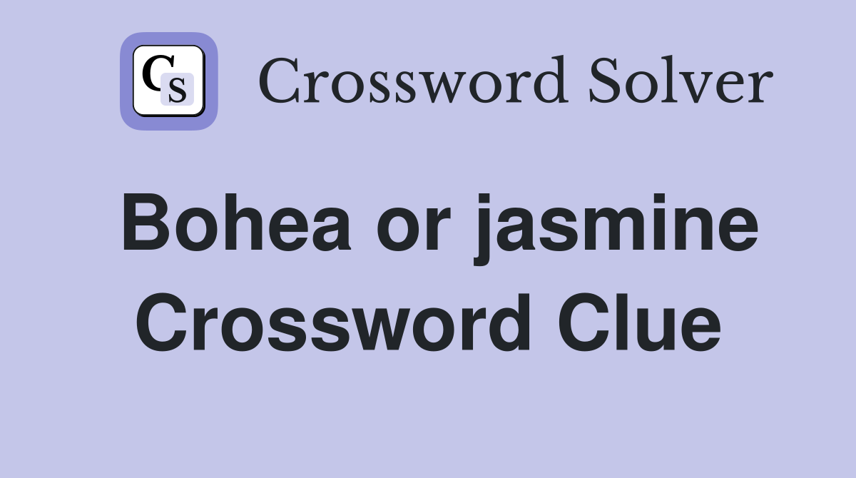 Bohea or jasmine Crossword Clue