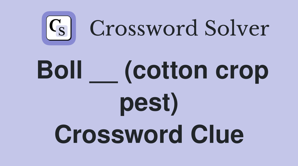 Boll __ (cotton crop pest) Crossword Clue