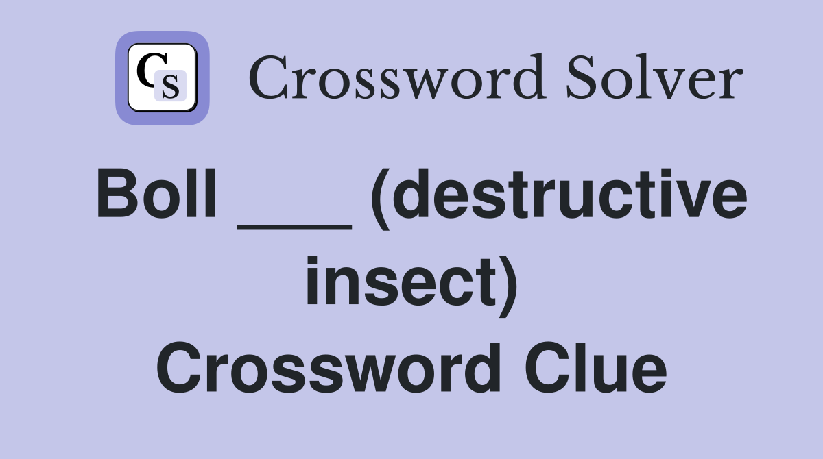 Boll ___ (destructive insect) Crossword Clue