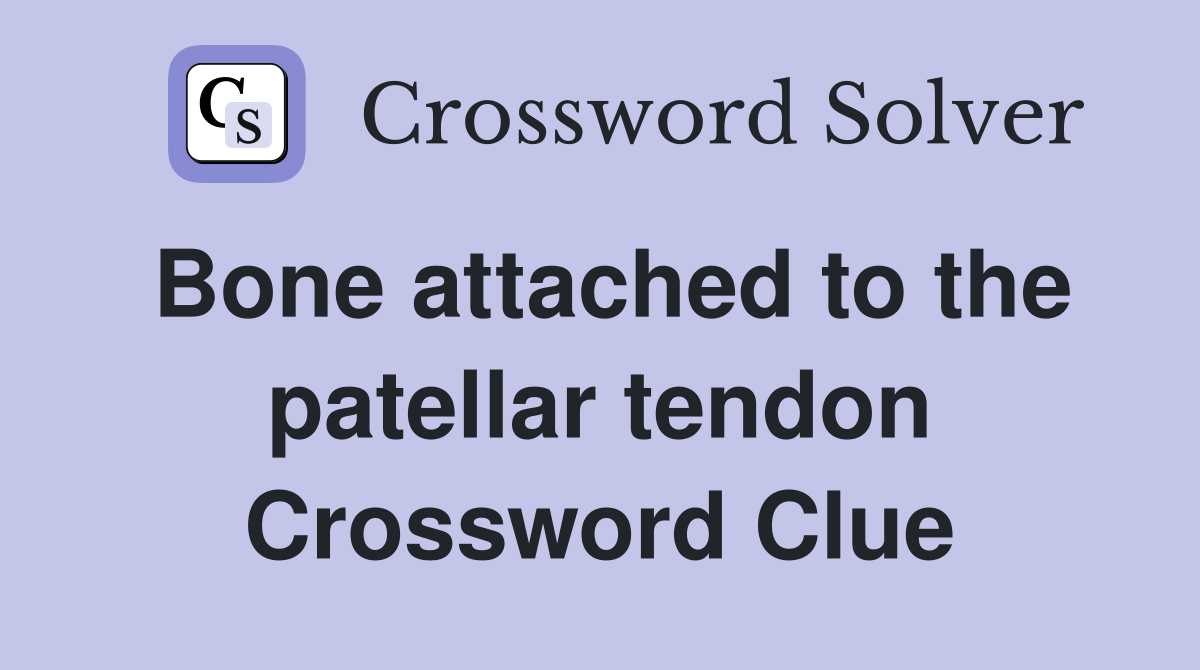 Bone attached to the patellar tendon Crossword Clue