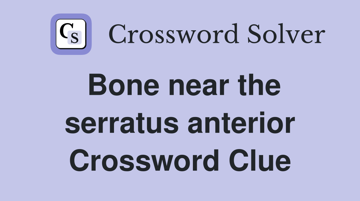 Bone near the serratus anterior Crossword Clue