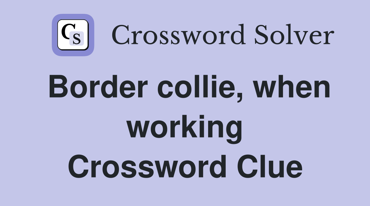 Border collie, when working Crossword Clue