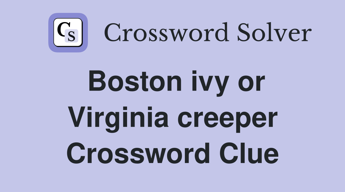 Boston ivy or Virginia creeper Crossword Clue