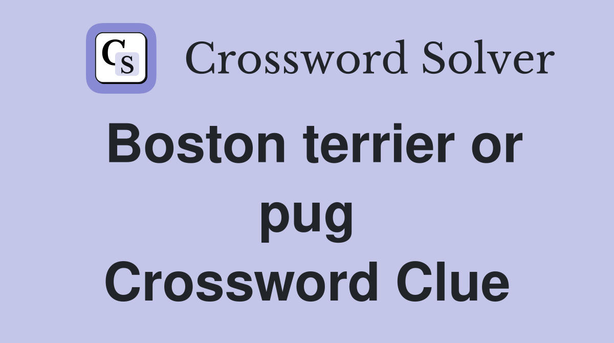 Boston terrier or pug Crossword Clue