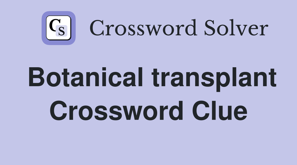 Botanical transplant Crossword Clue