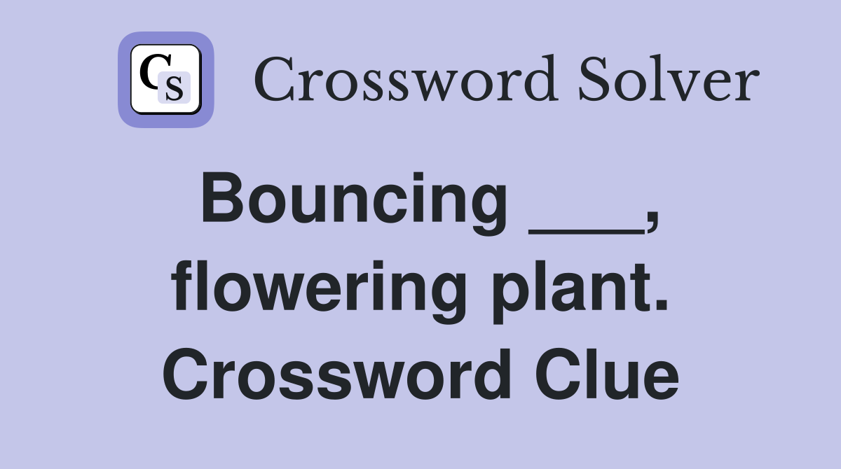 Bouncing ___, flowering plant. Crossword Clue