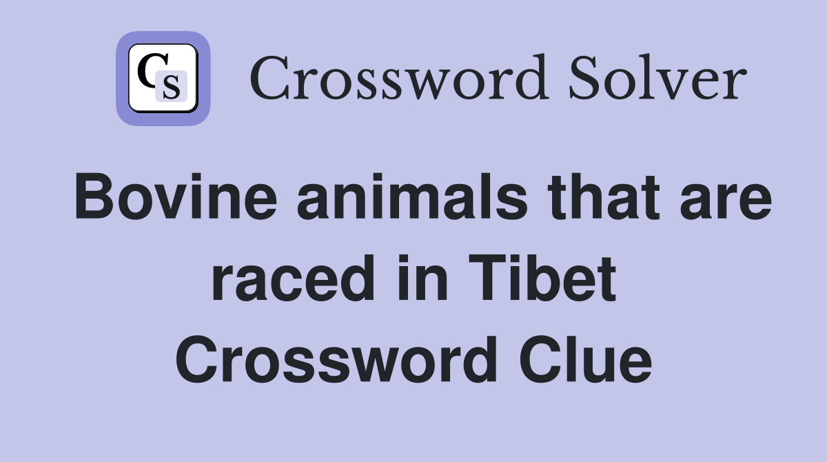 Bovine animals that are raced in Tibet Crossword Clue