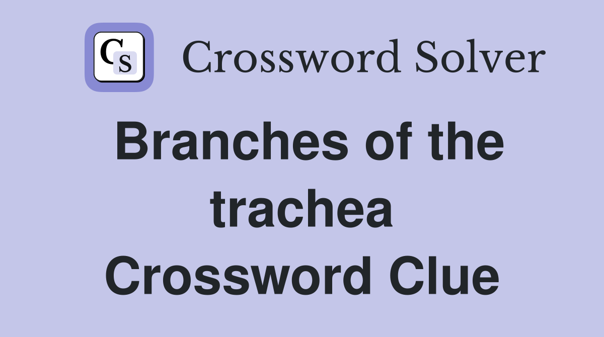 Branches of the trachea Crossword Clue