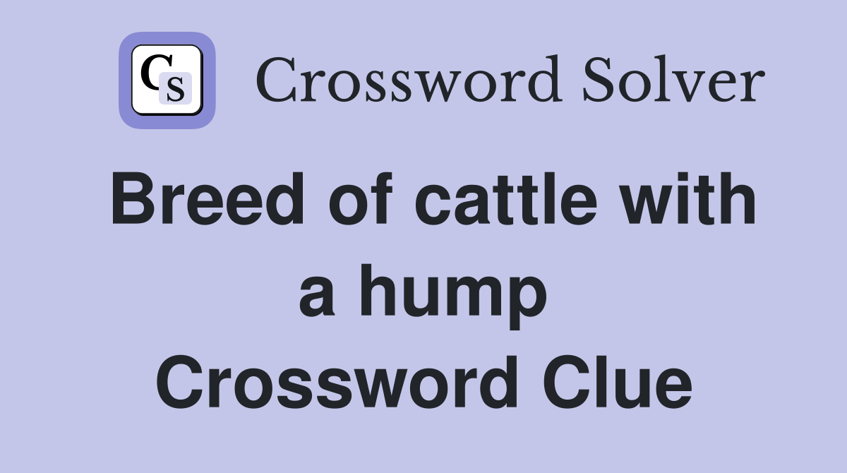 Breed of cattle with a hump Crossword Clue