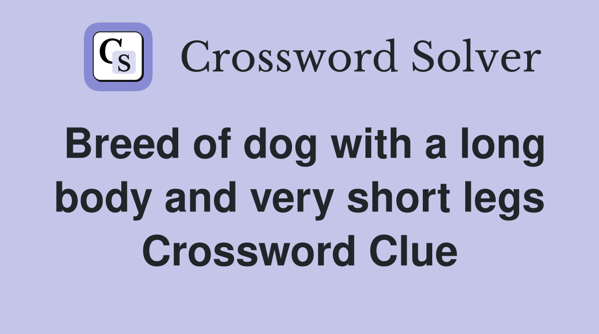 Breed of dog with a long body and very short legs Crossword Clue