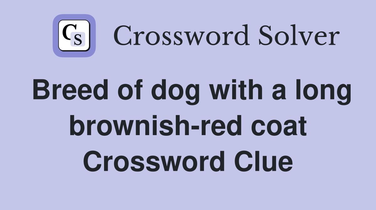 Breed of dog with a long brownish-red coat Crossword Clue