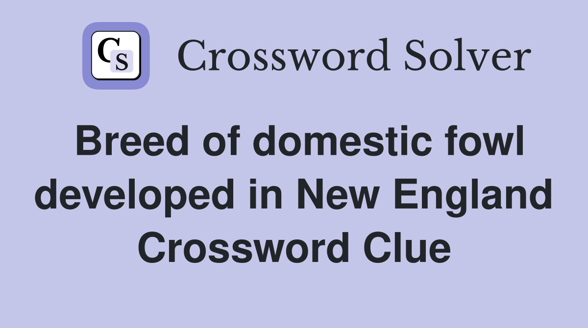 Breed of domestic fowl developed in New England Crossword Clue