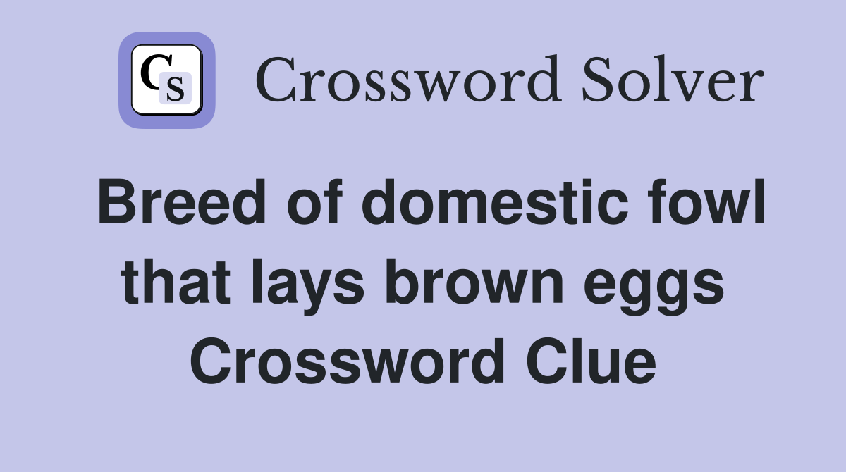 Breed of domestic fowl that lays brown eggs Crossword Clue