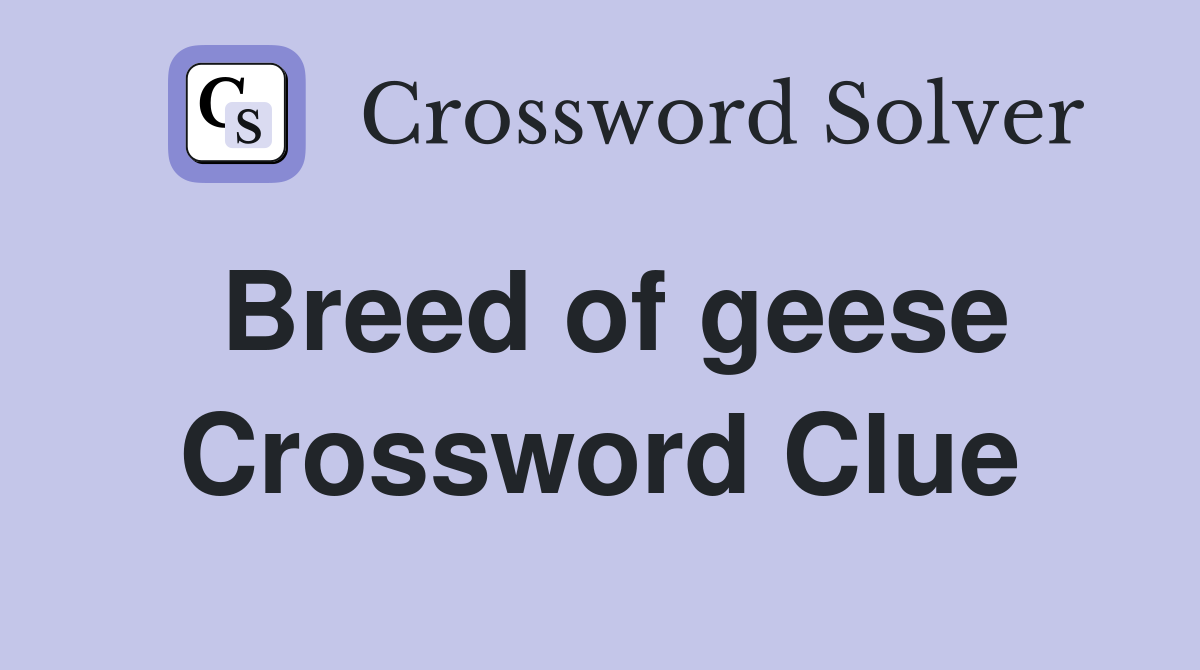 Breed of geese Crossword Clue