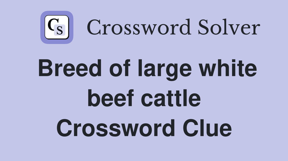 Breed of large white beef cattle Crossword Clue