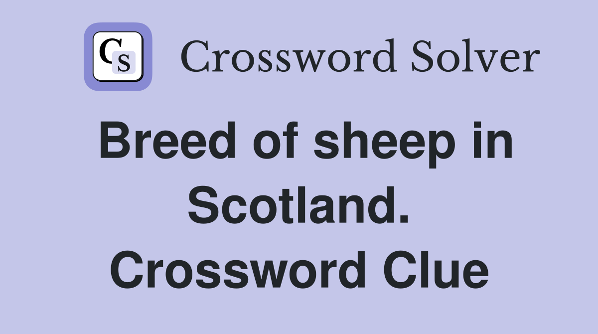 Breed of sheep in Scotland. Crossword Clue