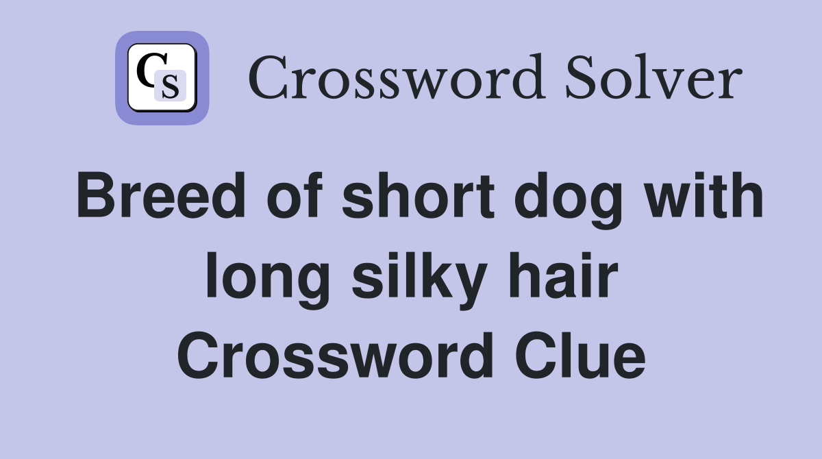 Breed of short dog with long silky hair Crossword Clue
