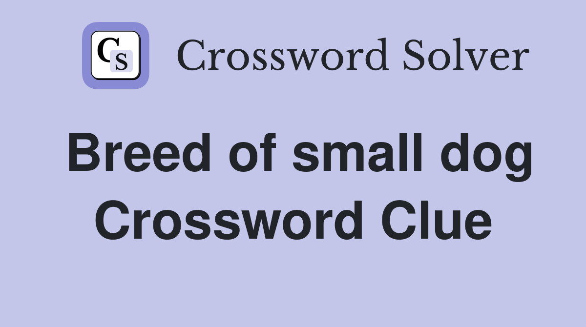 Breed of small dog Crossword Clue