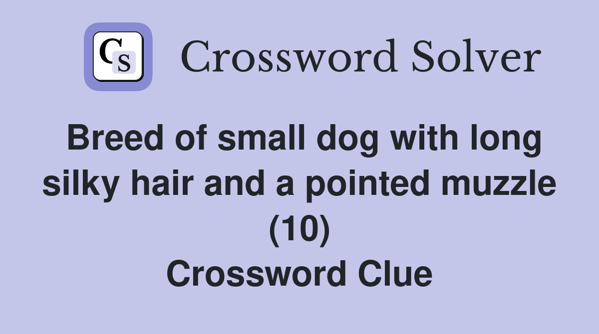 Breed of small dog with long silky hair and a pointed muzzle (10) Crossword Clue