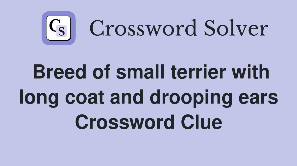 Breed of small terrier with long coat and drooping ears Crossword Clue