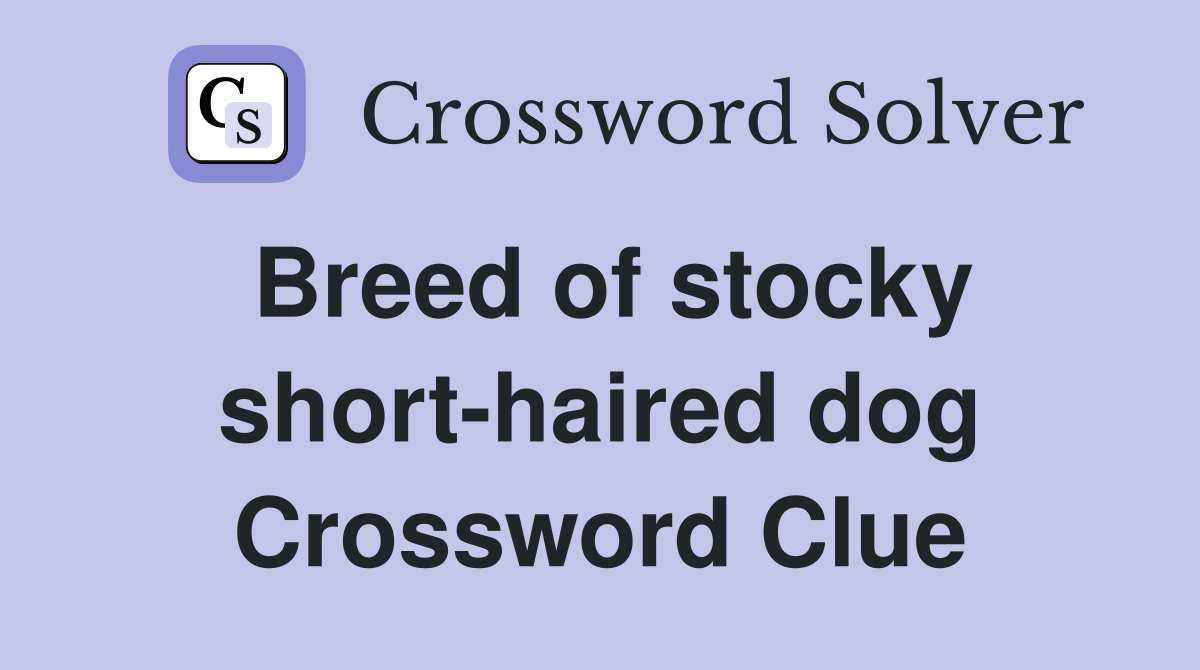 Breed of stocky short-haired dog Crossword Clue