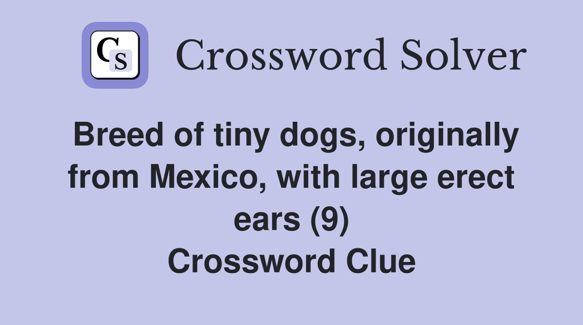 Breed of tiny dogs, originally from Mexico, with large erect ears (9) Crossword Clue