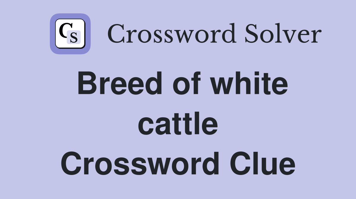 Breed of white cattle Crossword Clue