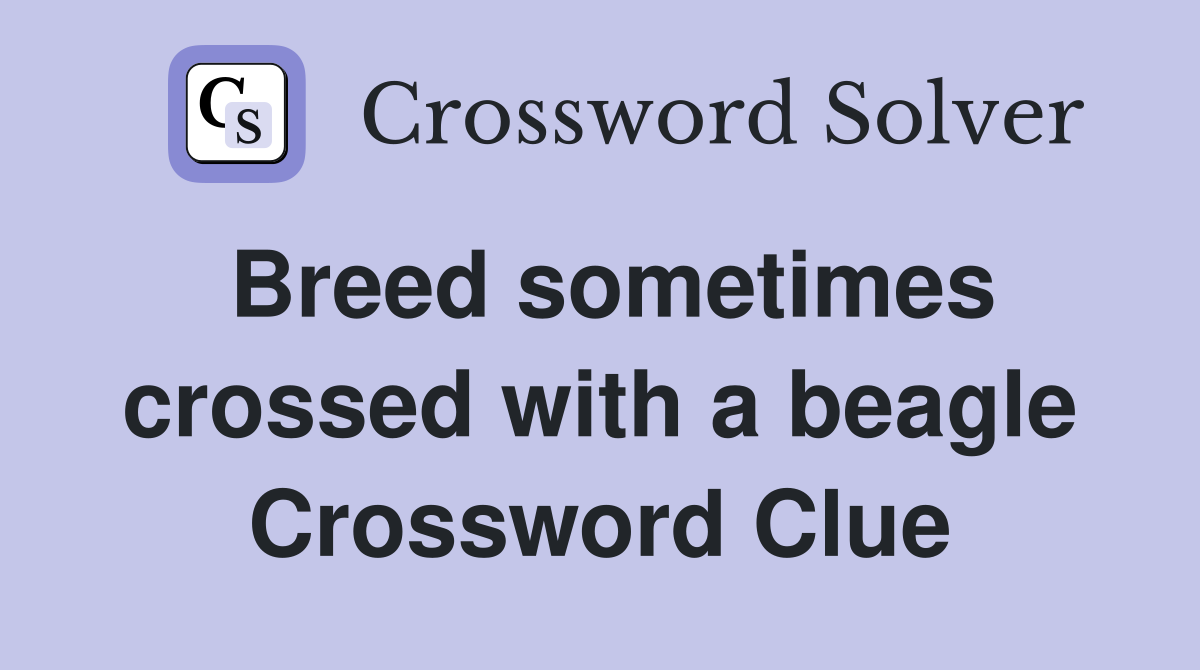 Breed sometimes crossed with a beagle Crossword Clue