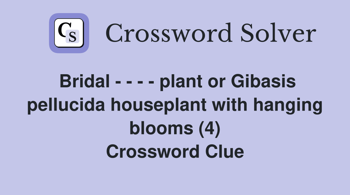 Bridal - - - - plant or Gibasis pellucida houseplant with hanging blooms (4) Crossword Clue
