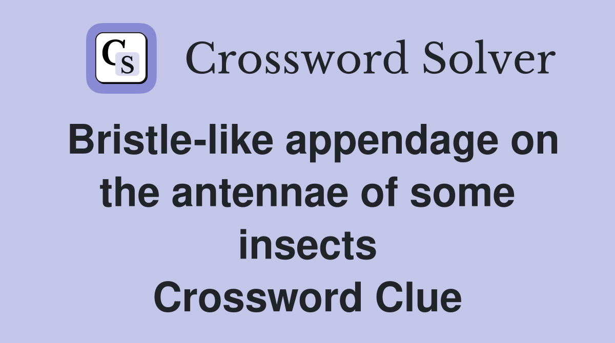 Bristle-like appendage on the antennae of some insects Crossword Clue