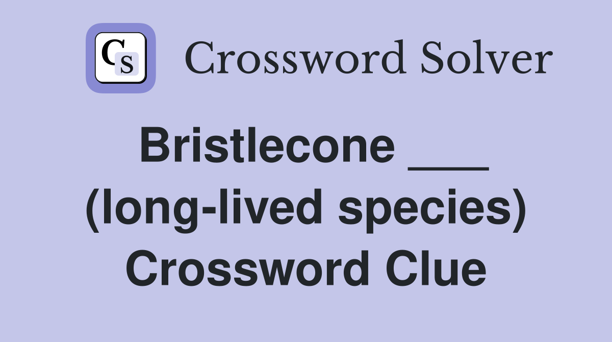 Bristlecone ___ (long-lived species) Crossword Clue