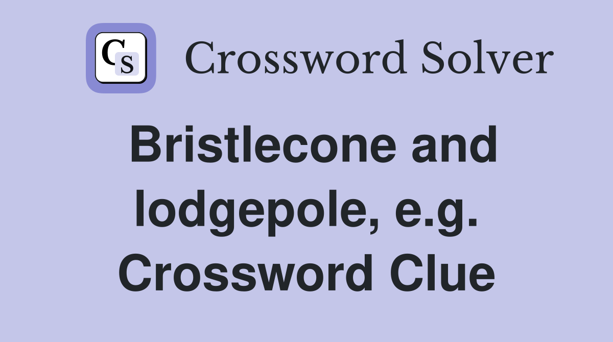 Bristlecone and lodgepole, e.g. Crossword Clue