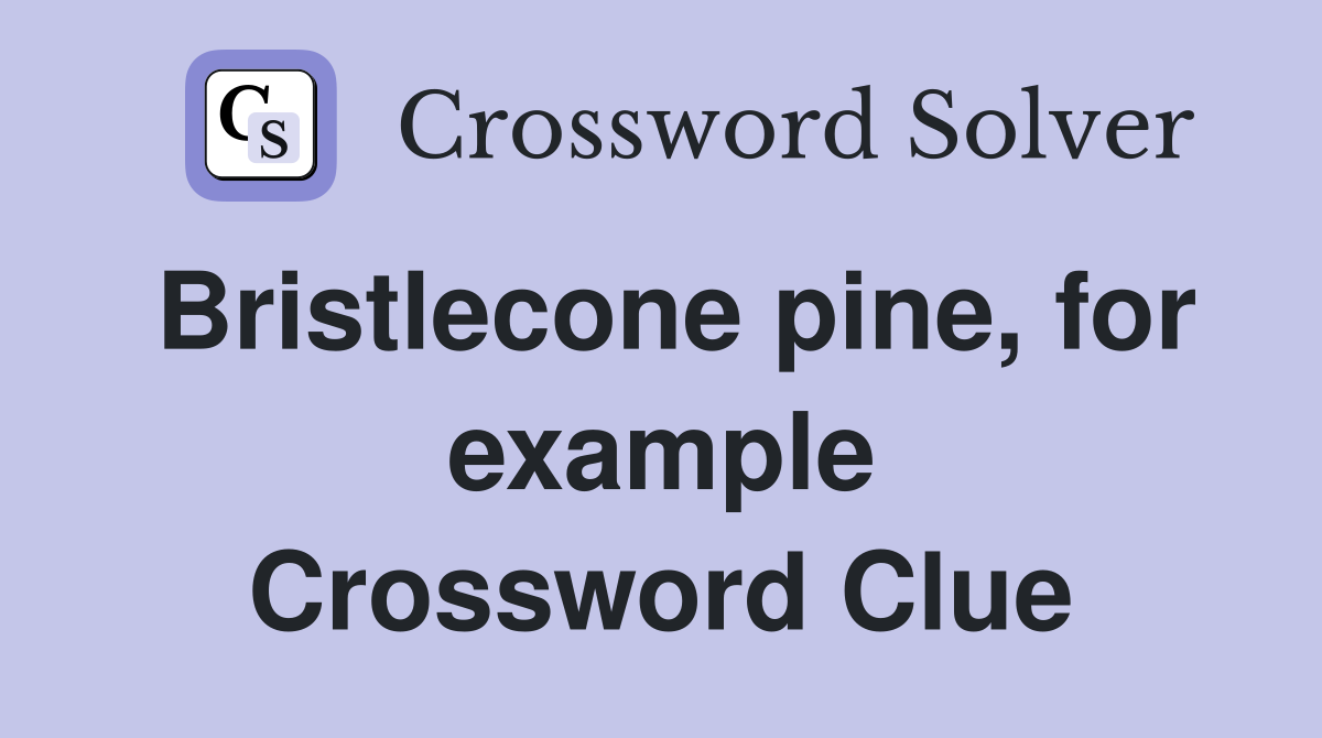 Bristlecone pine, for example Crossword Clue