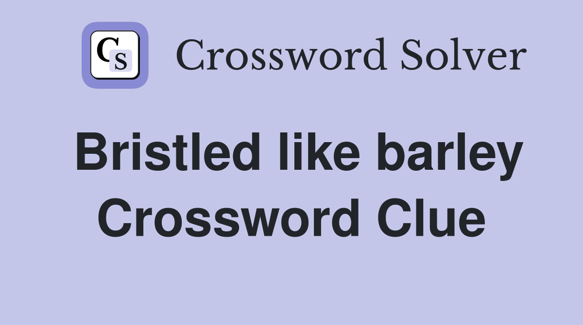 Bristled like barley Crossword Clue