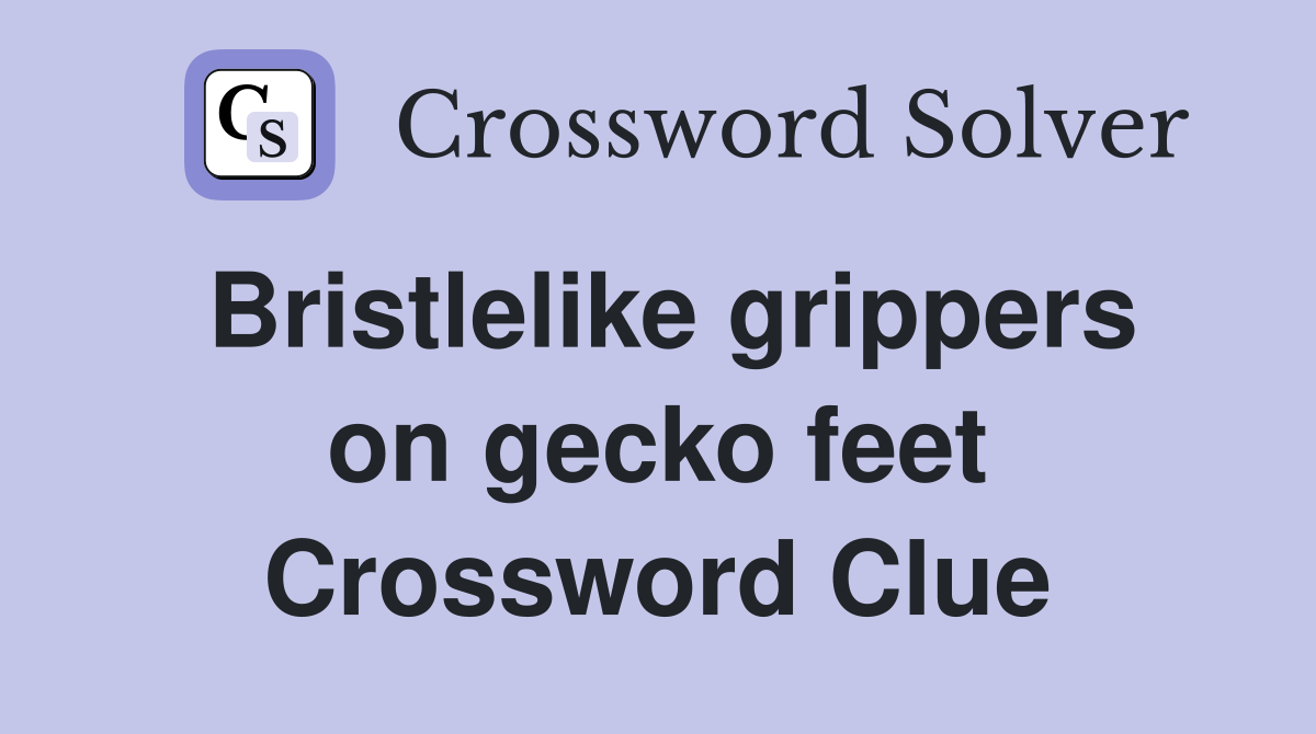 Bristlelike grippers on gecko feet Crossword Clue