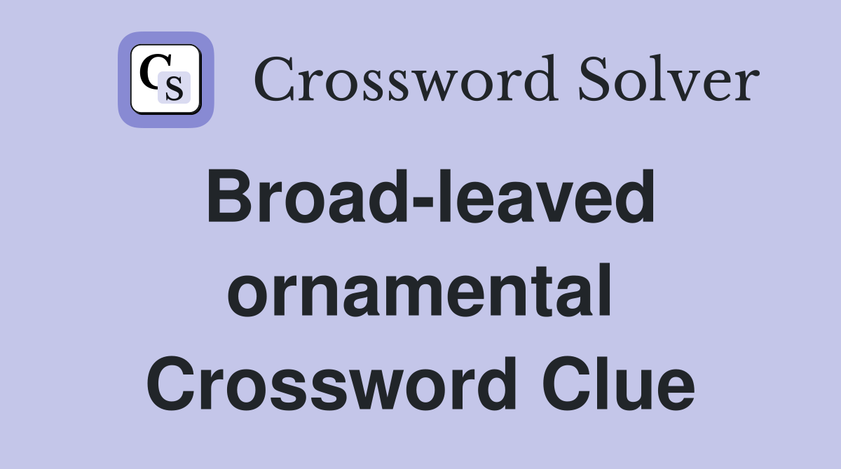 Broad-leaved ornamental Crossword Clue