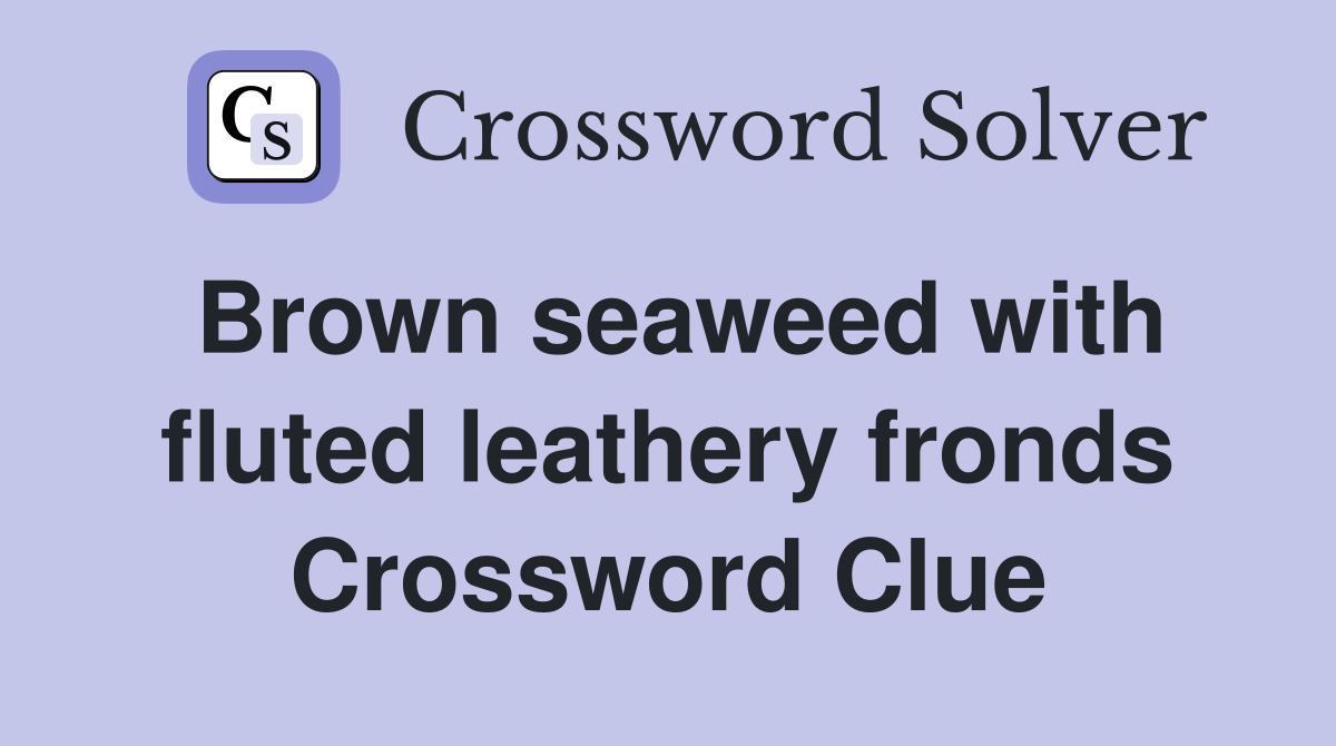 Brown seaweed with fluted leathery fronds Crossword Clue