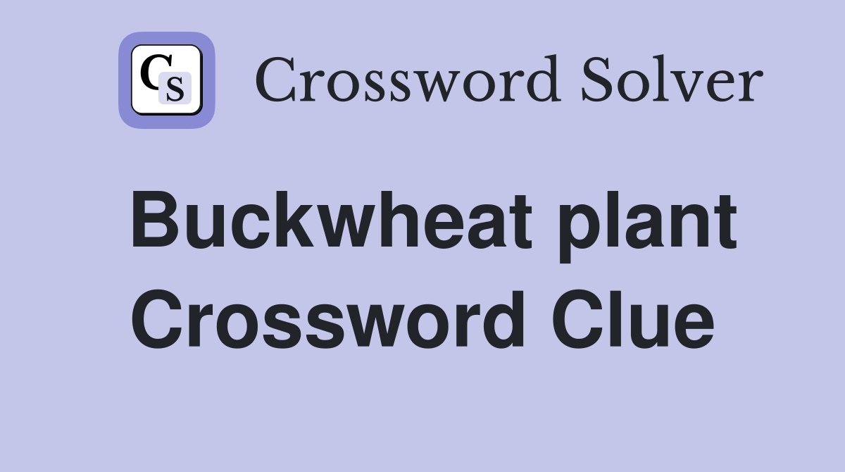 Buckwheat plant Crossword Clue
