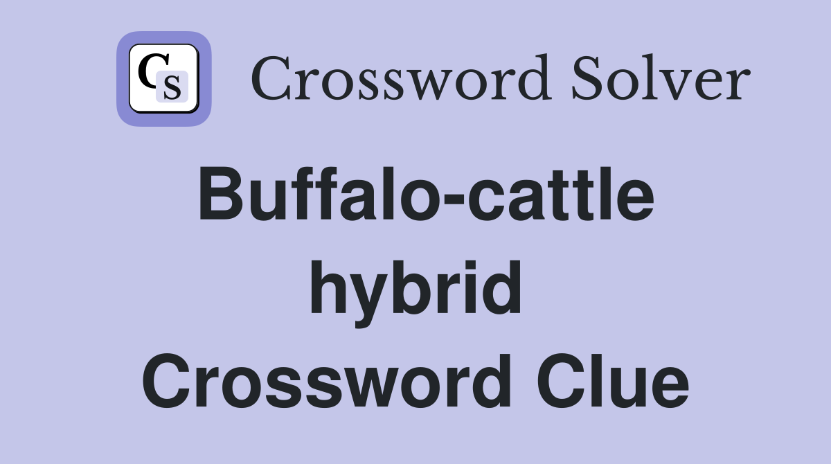 Buffalo-cattle hybrid Crossword Clue