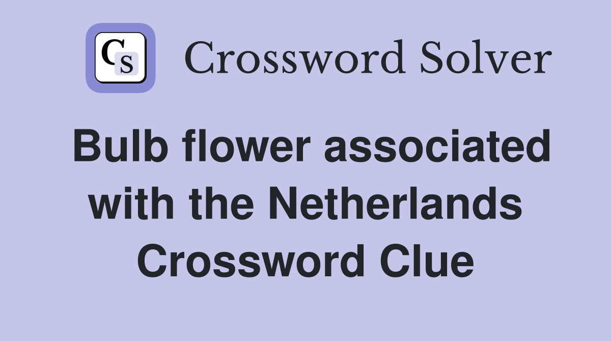 Bulb flower associated with the Netherlands Crossword Clue