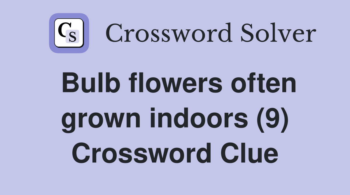 Bulb flowers often grown indoors (9) Crossword Clue