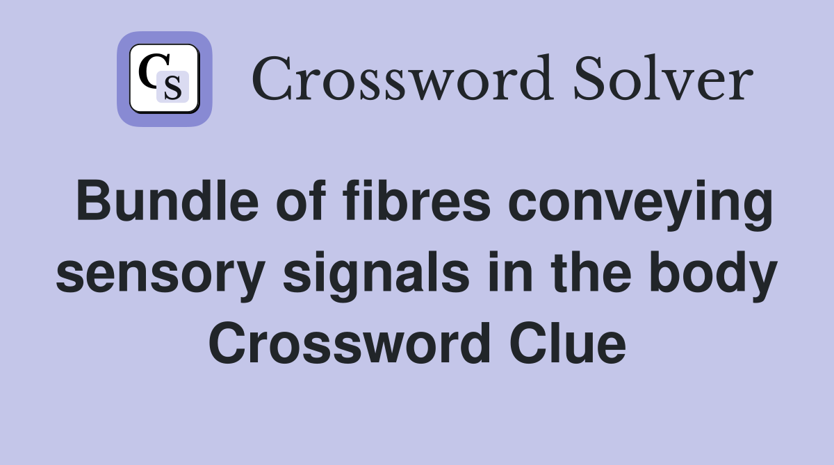 Bundle of fibres conveying sensory signals in the body Crossword Clue