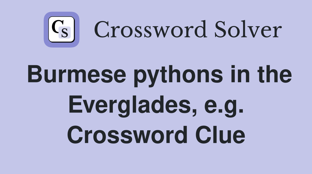 Burmese pythons in the Everglades, e.g. Crossword Clue