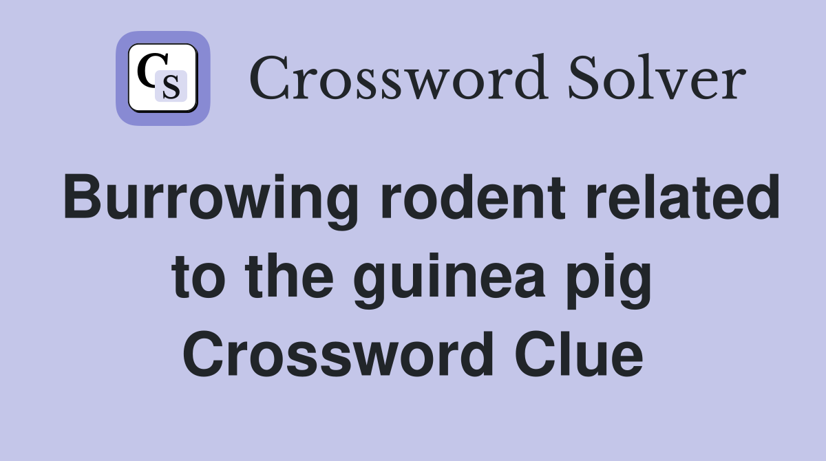Burrowing rodent related to the guinea pig Crossword Clue