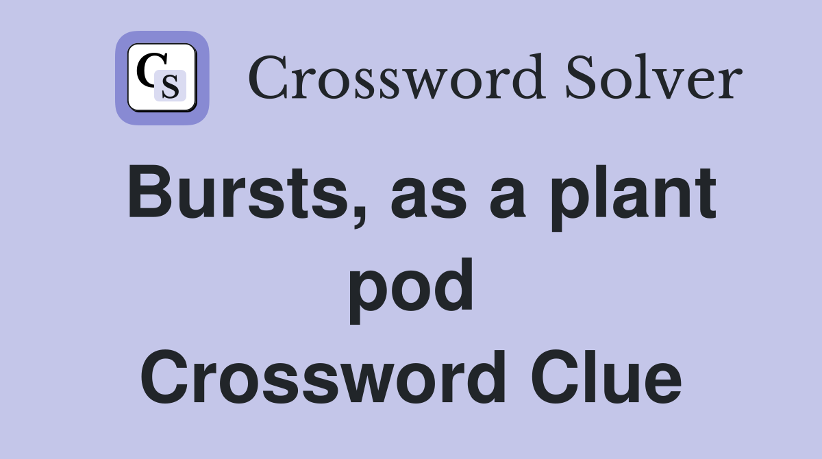 Bursts, as a plant pod Crossword Clue