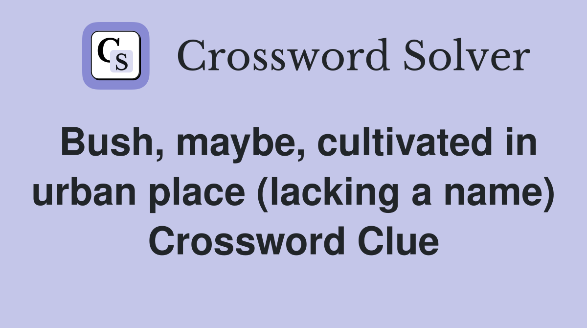 Bush, maybe, cultivated in urban place (lacking a name) Crossword Clue