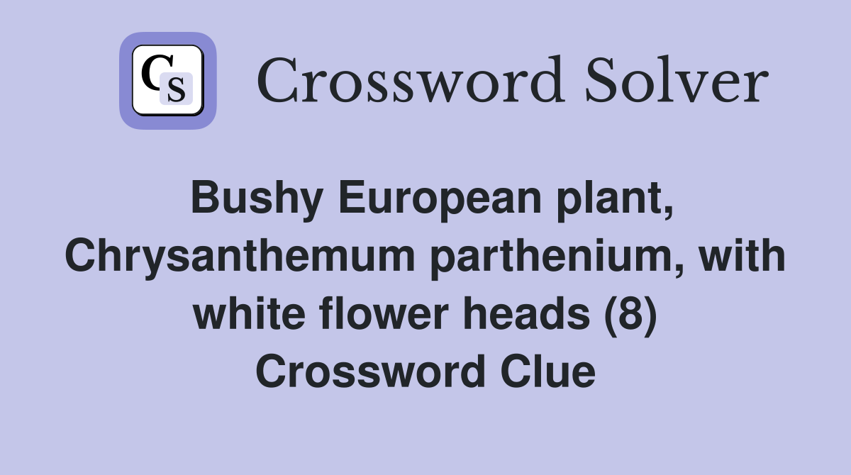 Bushy European plant, Chrysanthemum parthenium, with white flower heads (8) Crossword Clue